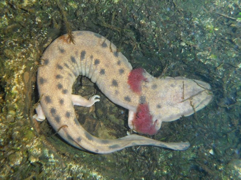 Mudpuppy