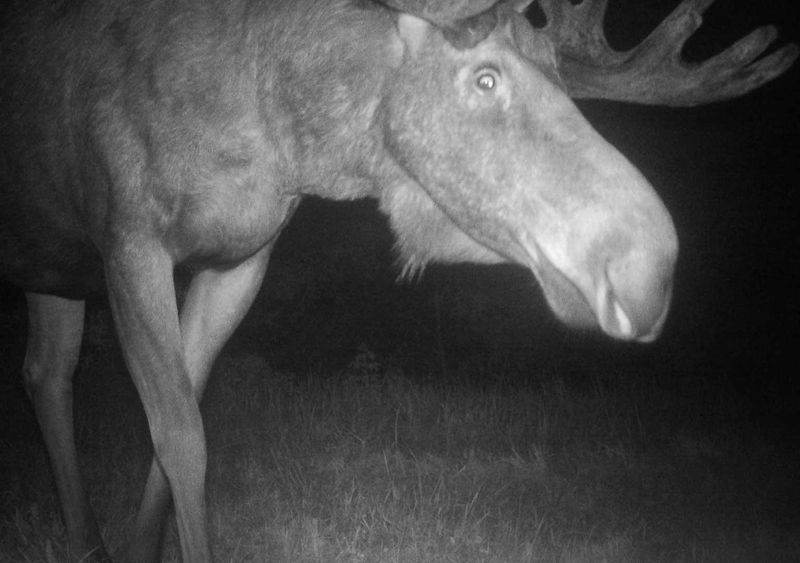 Eurasian Elk