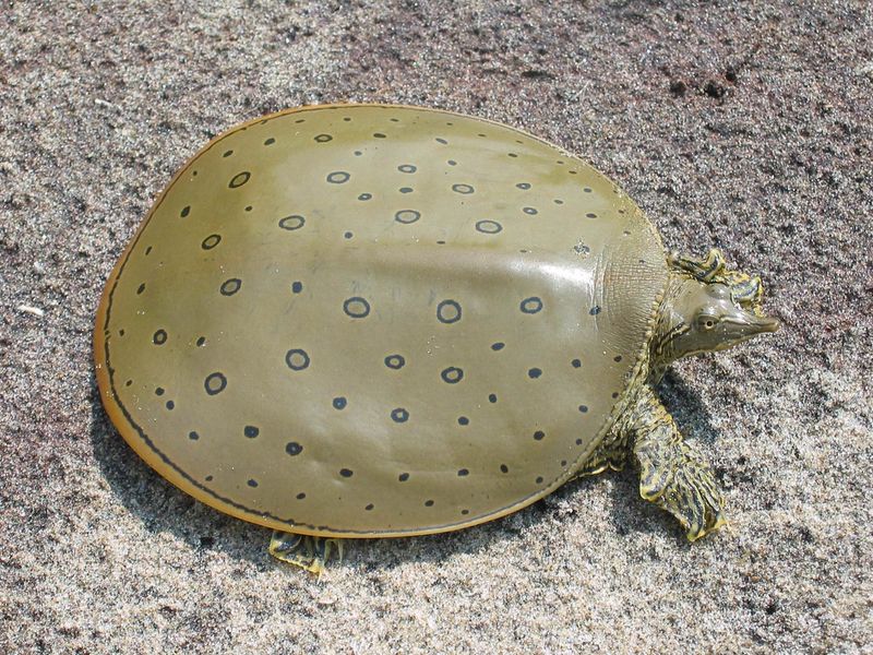 Spiny Softshell Turtle