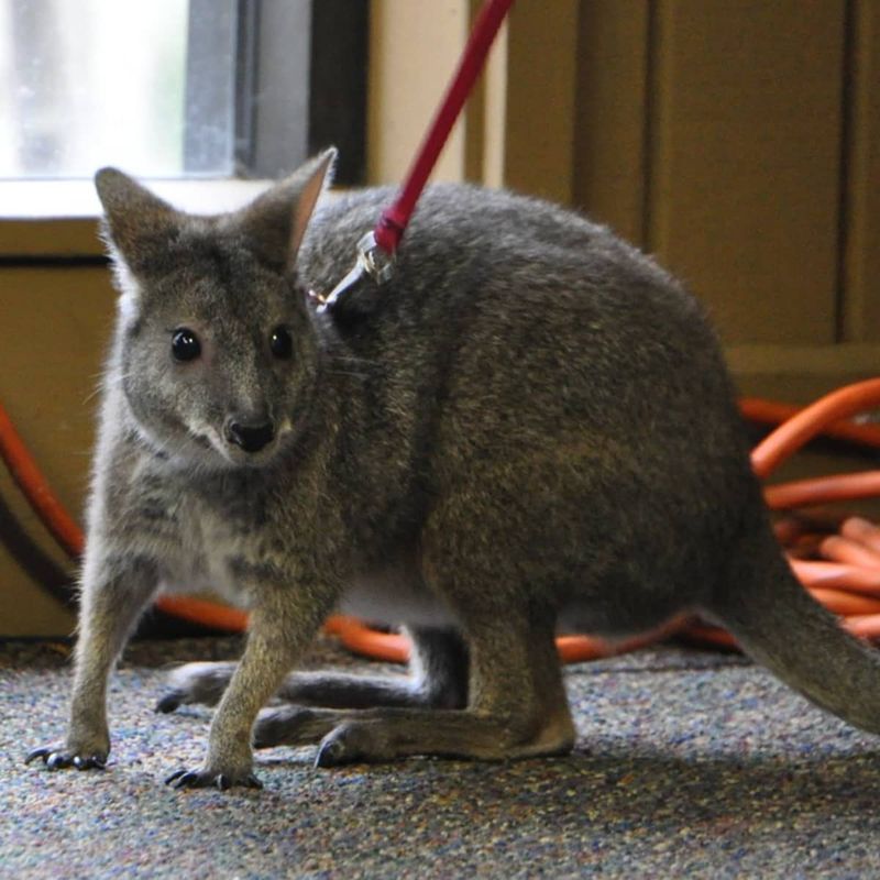 Wallaby
