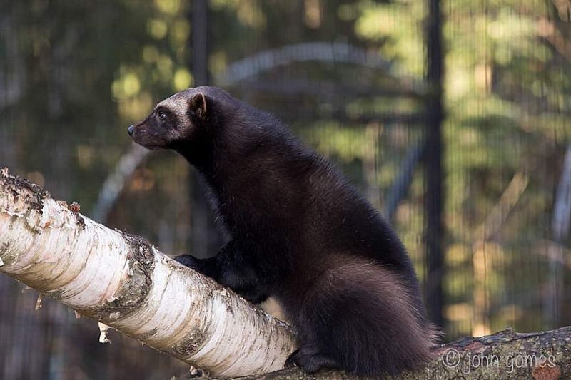 Wolverine
