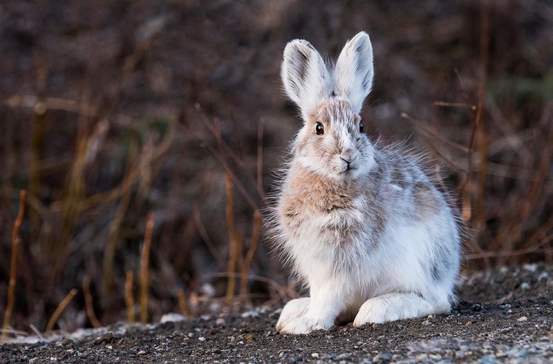 Snowshoe Hare