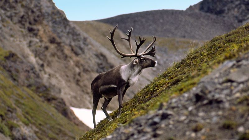 Caribou