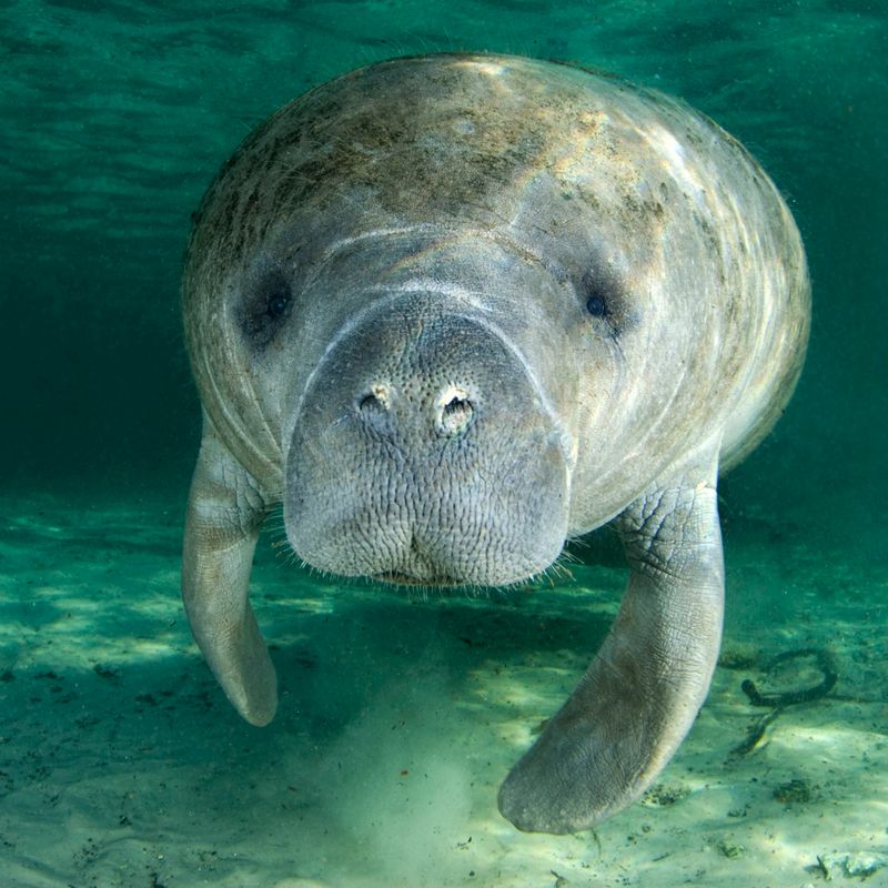 West Indian Manatee