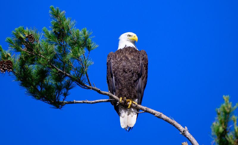 Bald Eagle