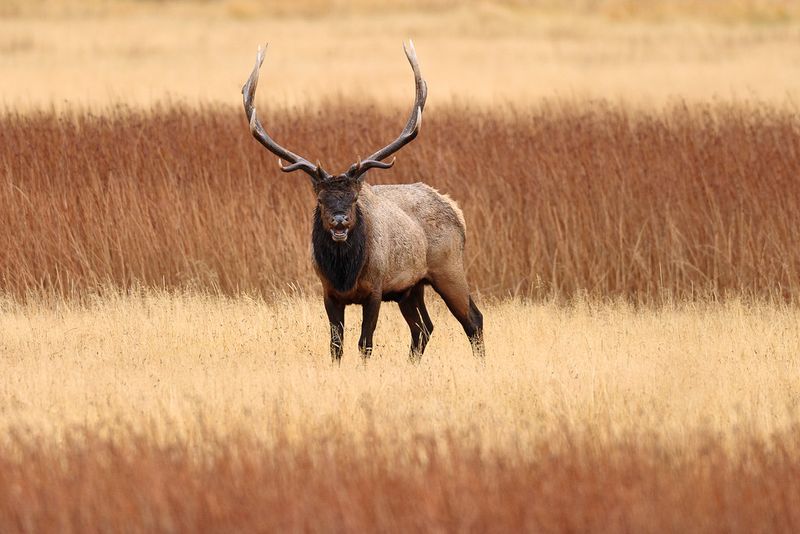 Elk