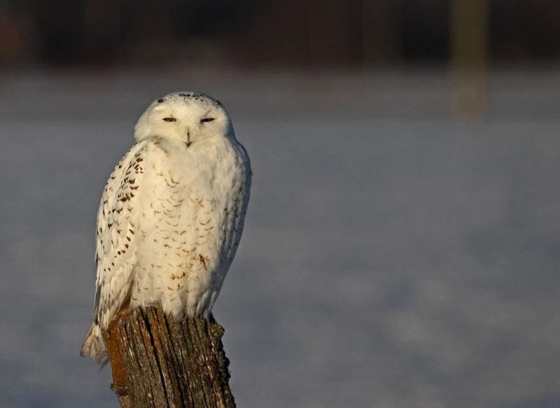 Snowy Owl