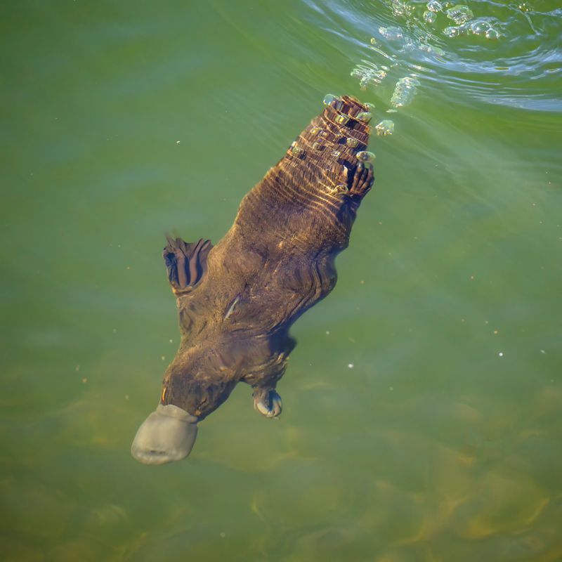 Platypus