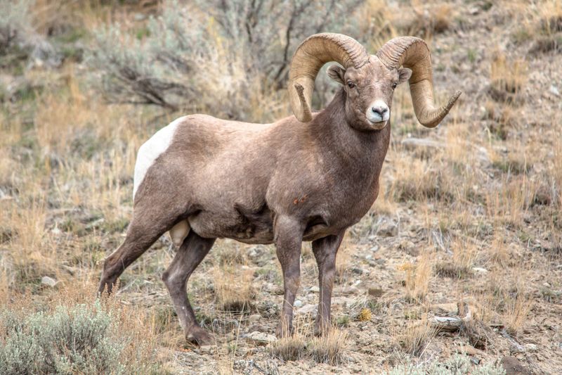 Bighorn Sheep