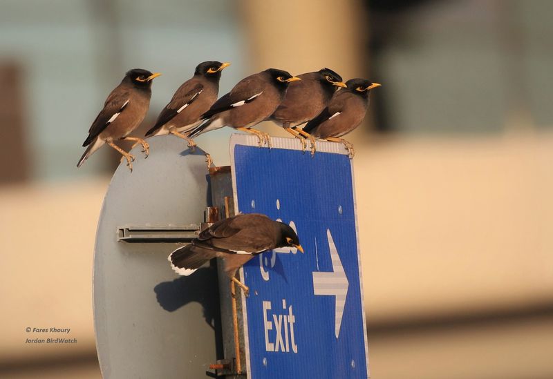 Common Mynah
