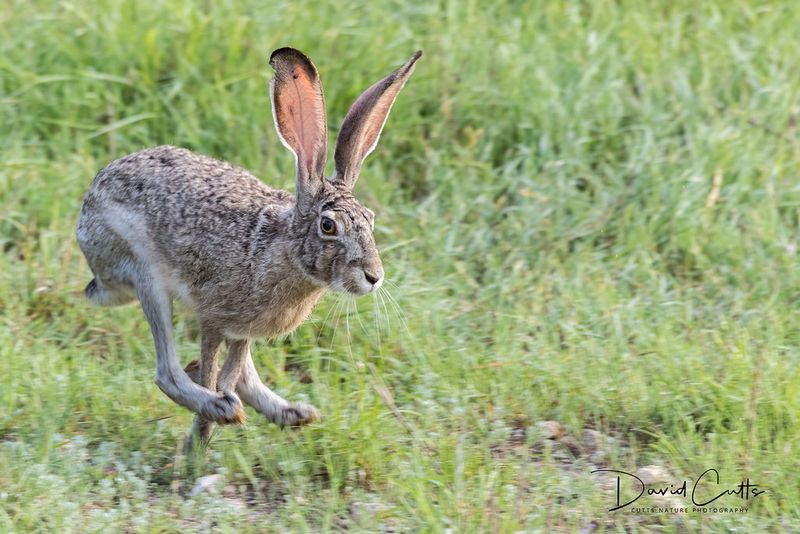 Jackrabbit