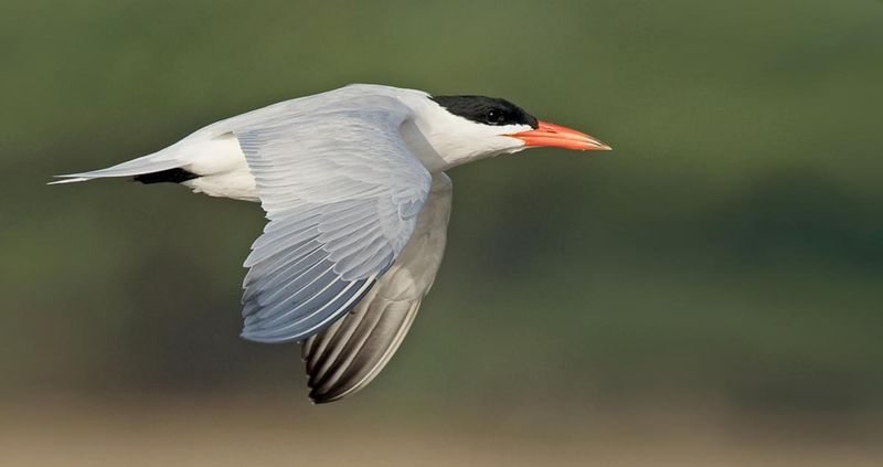 Caspian Tern