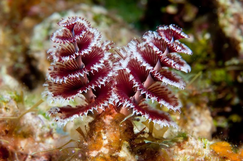 Christmas Tree Worm
