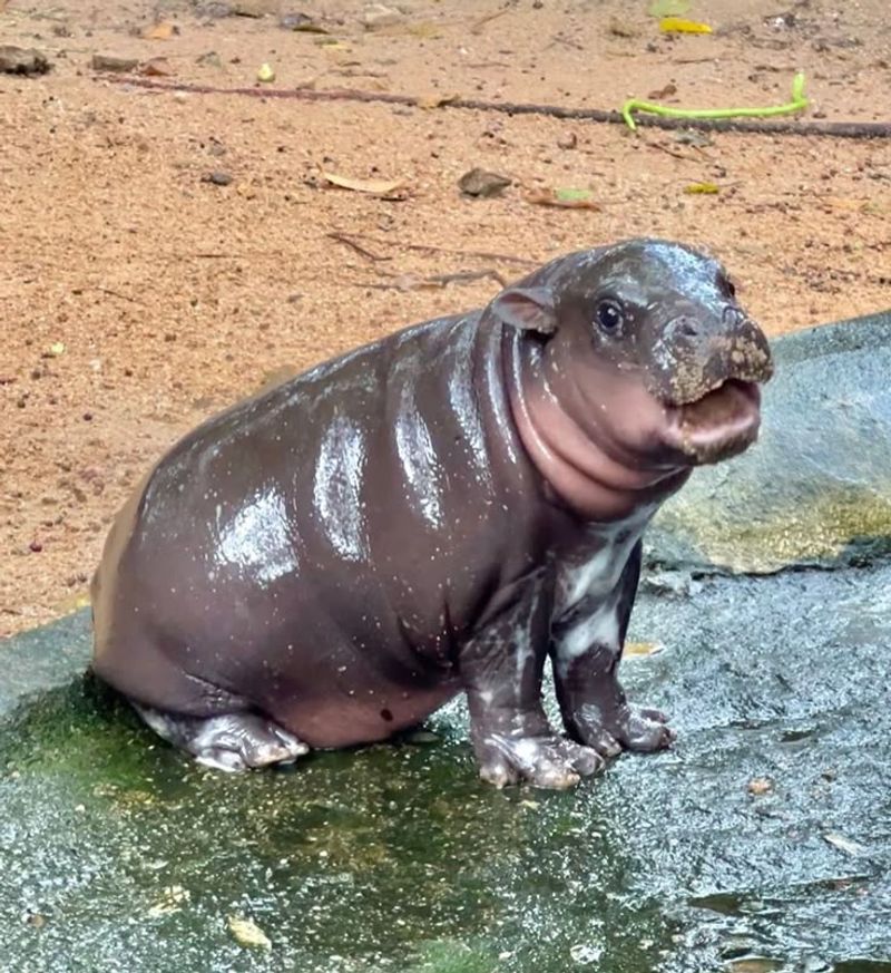 Pygmy Hippopotamus