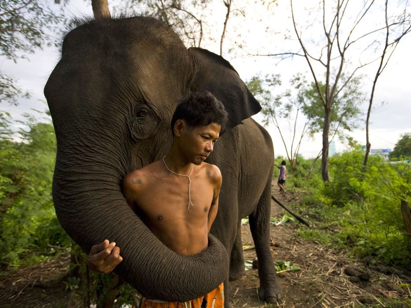Elephants