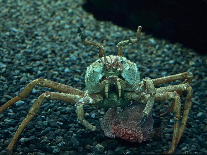 Japanese Spider Crab