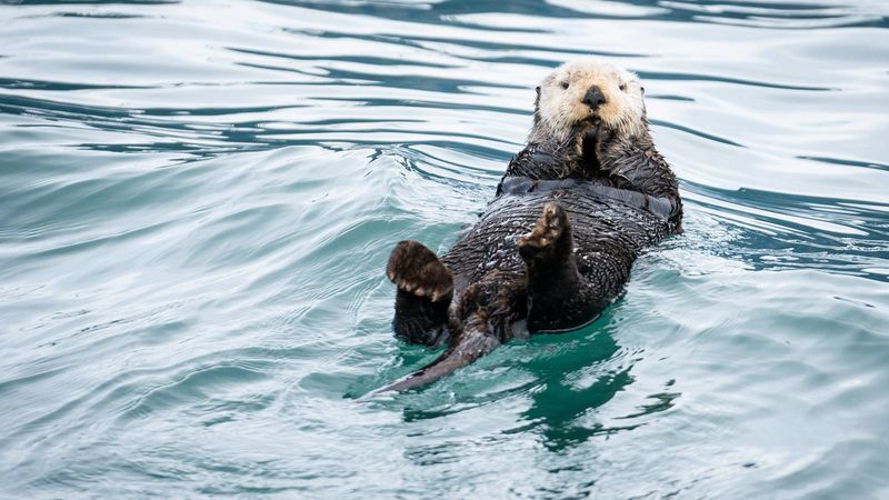 River Otter