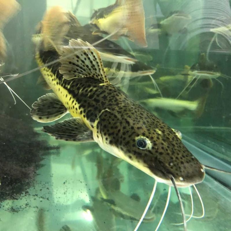 Tiger Shovelnose Catfish