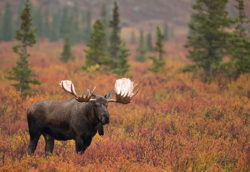 Alaskan Moose