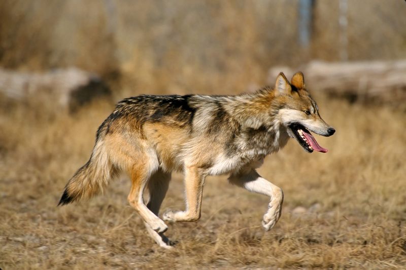Mexican Gray Wolf