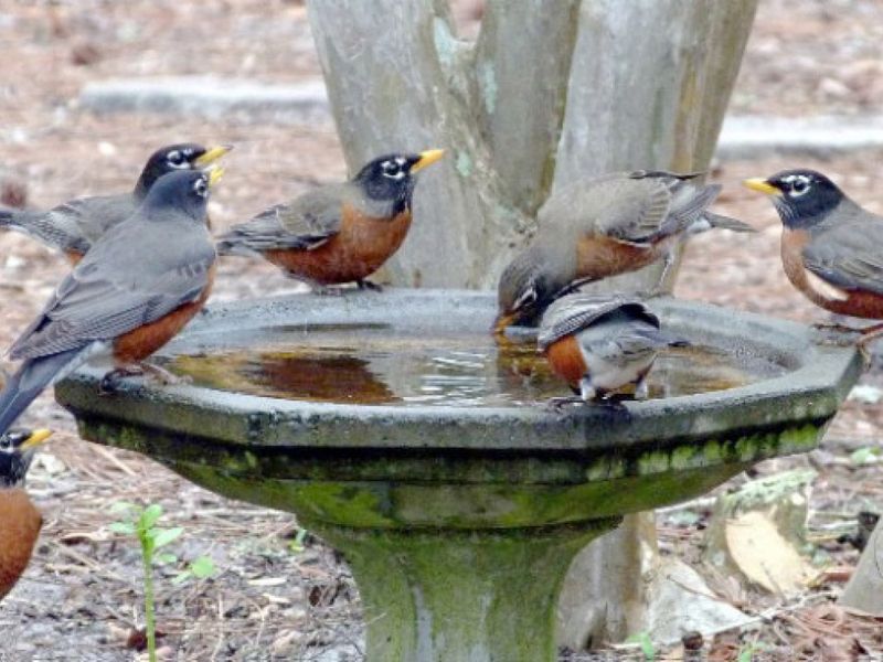American Robin