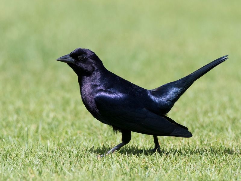 Shiny Cowbird