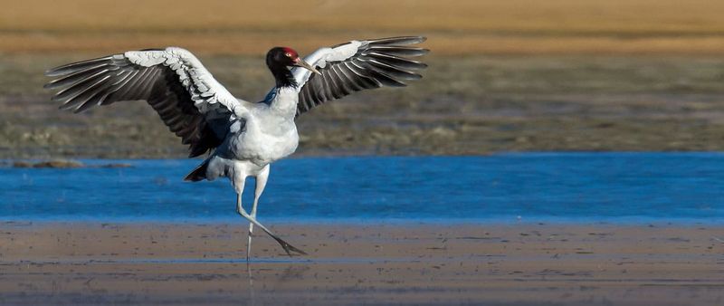 Black-necked Crane