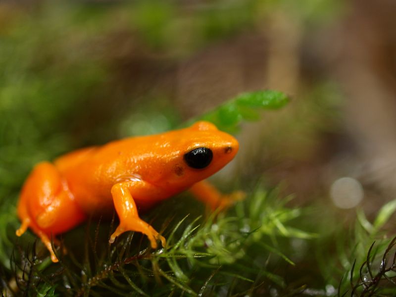 Golden Mantella