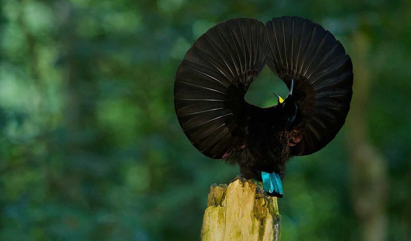Victoria's Riflebird