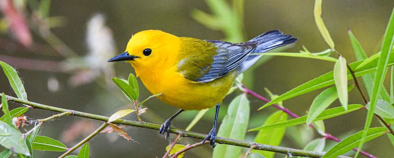 Prothonotary Warbler