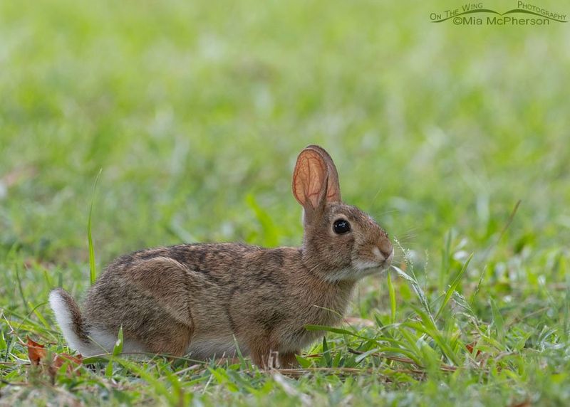 Eastern Cottontail Rabbit