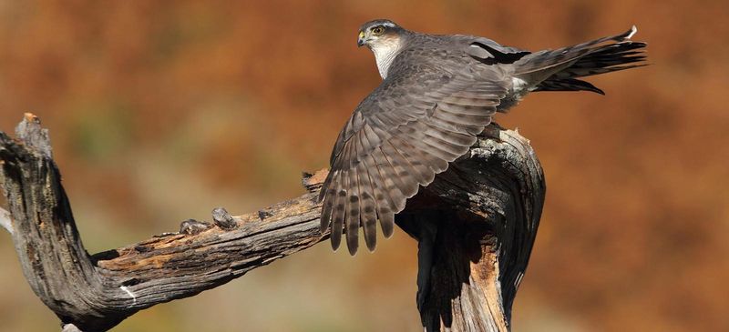 Eurasian Sparrowhawk