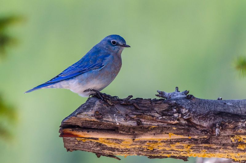 Eastern Bluebird x Mountain Bluebird