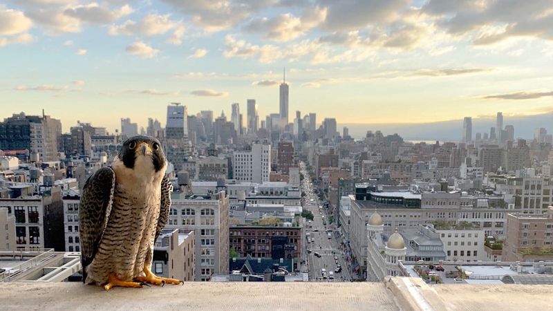 Peregrine Falcon