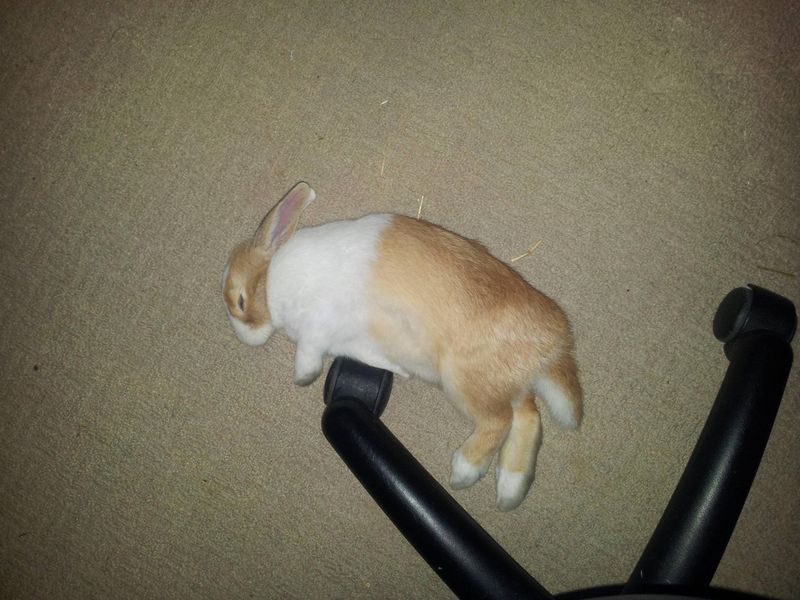 Domestic Rabbit