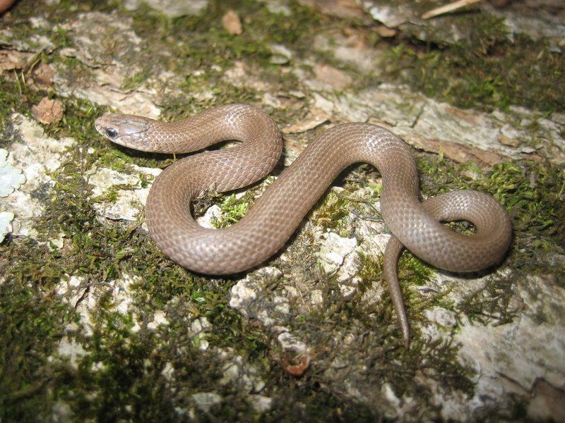 Smooth Earth Snake