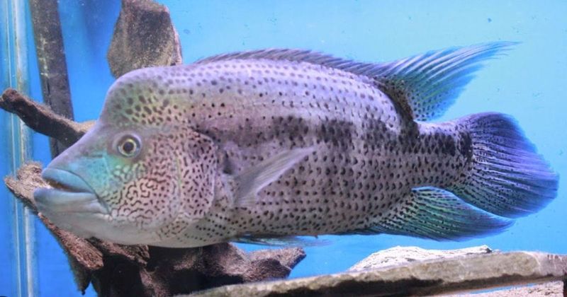 Wolf Cichlid (Parachromis dovii)