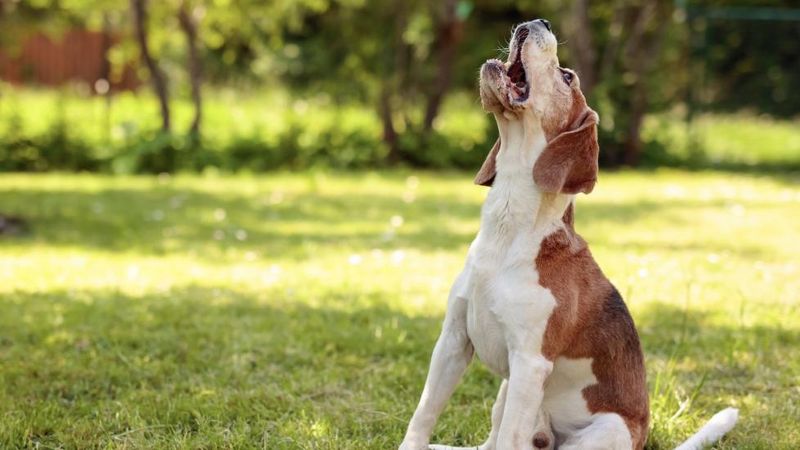 Excessive Whining, Barking, or Meowing