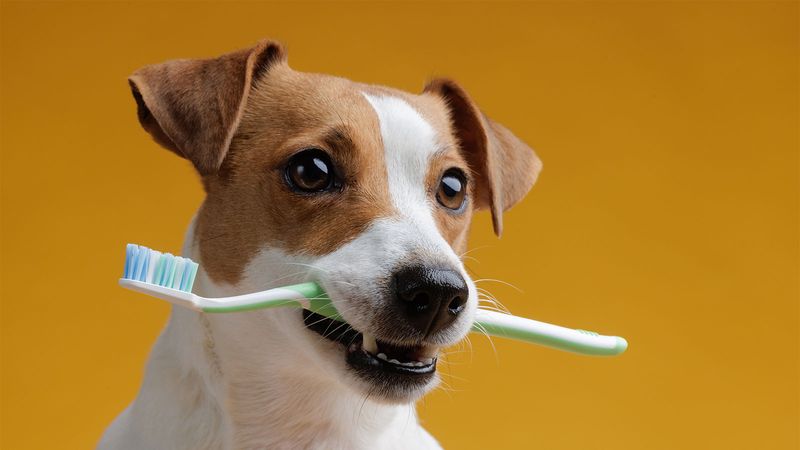 Proper Tooth Brushing