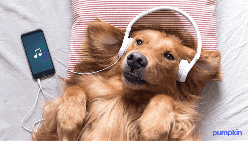 Pet-Friendly Music Sessions