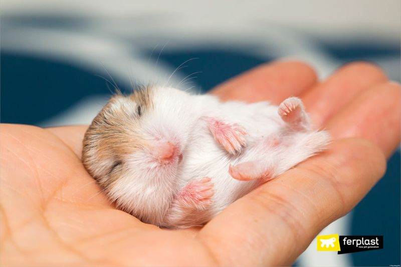 Understand Hamster Behavior