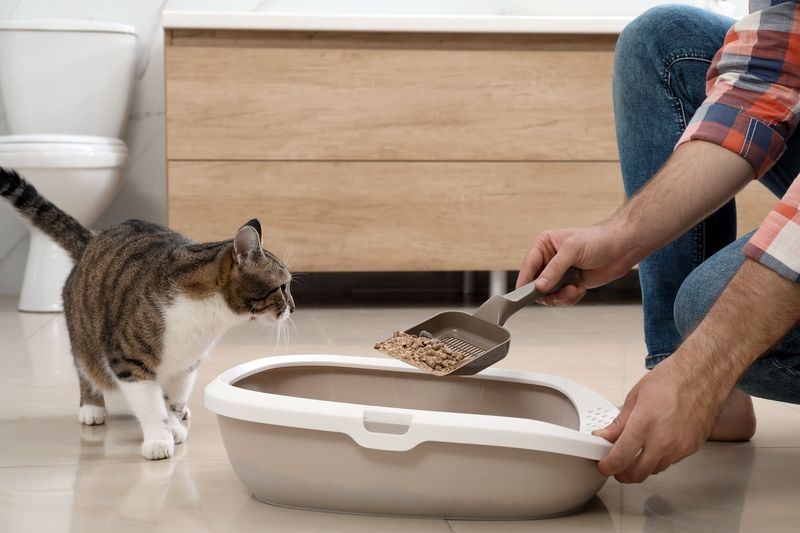 Regular Litter Box: Manual Labor