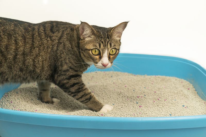 Regular Litter Box: Odor Control