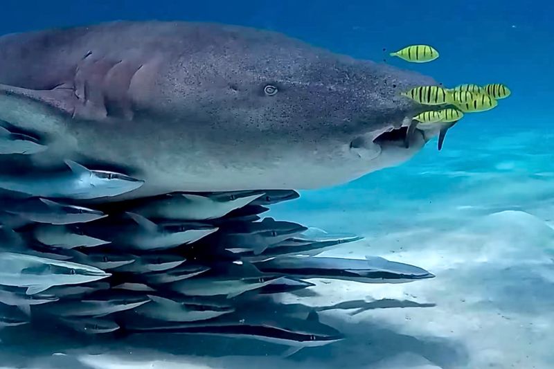 Intriguing Evolutionary History