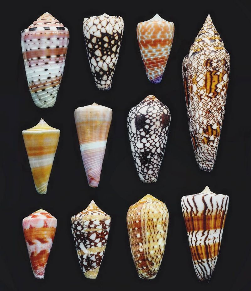 Diverse Species