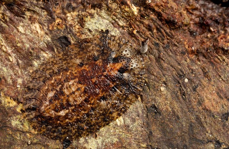 Masters of Camouflage