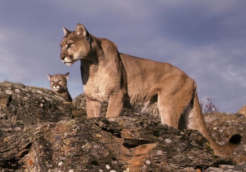 The Ghosts of the Wilderness