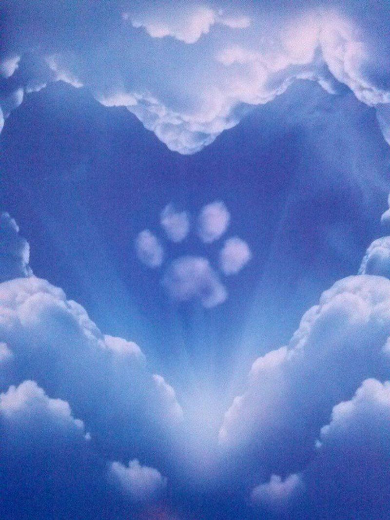 The Pawprint in Heaven