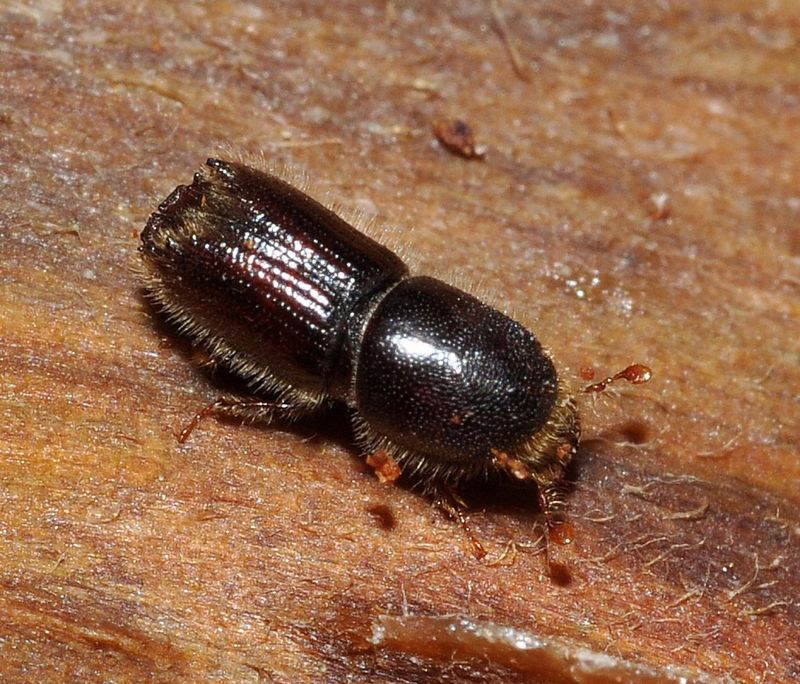 Pine Beetle