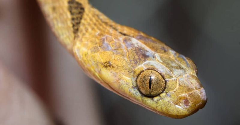 Cat-eyed Snake